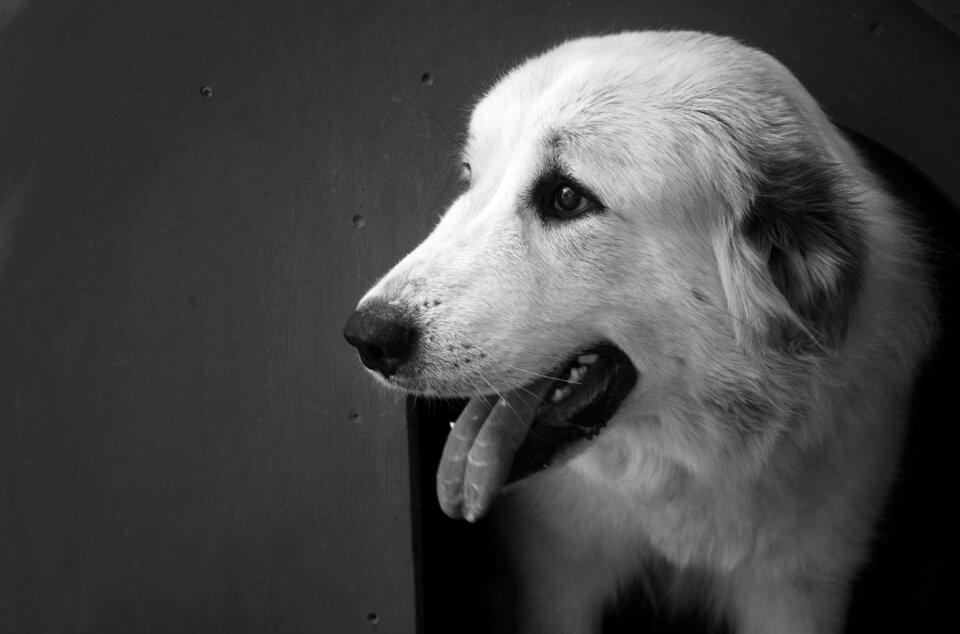Dog animals white