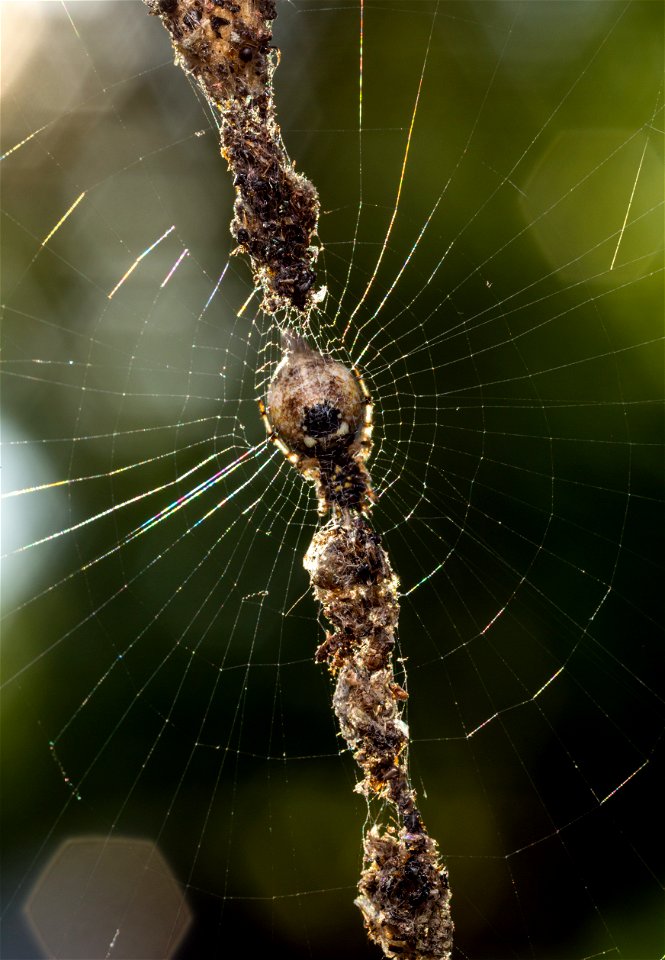Cyclosa sp. - trashline orb weaver
