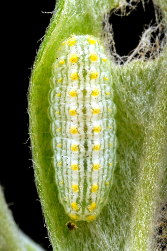 Lycaenidae