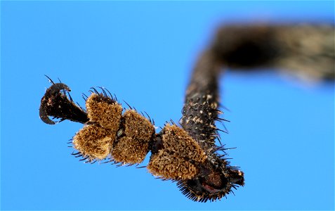 Weevil Foot photo