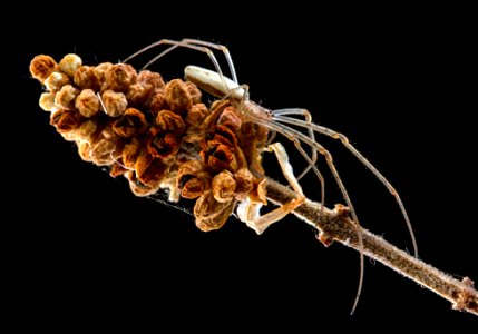 Tetragnatha laboriosa photo