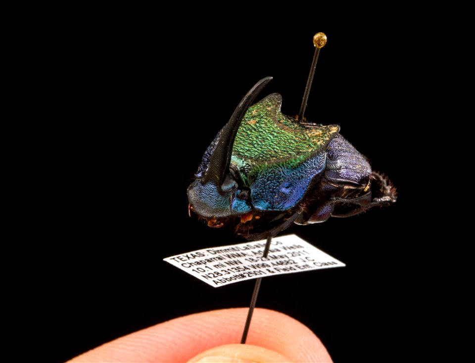 Phanaeus difformis