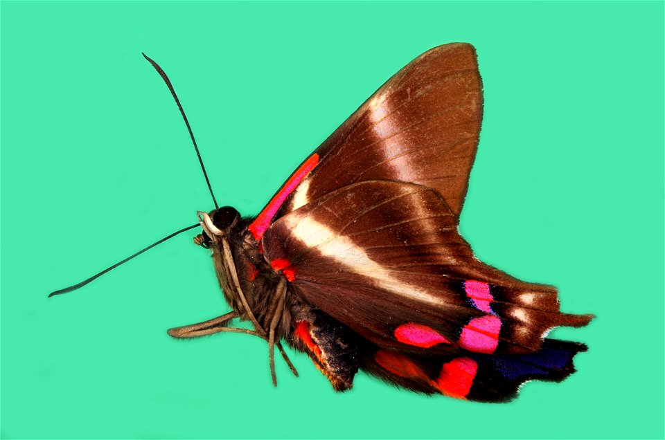 Variable Beautymark (Rhetus periander)