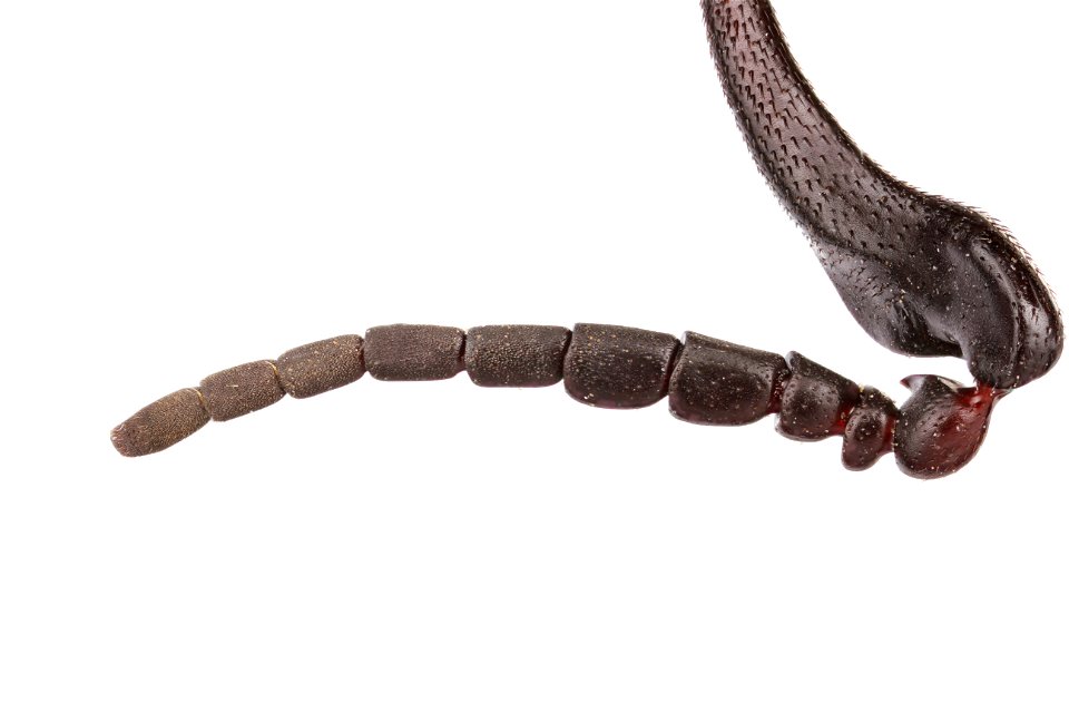 Unique antennae of a blister beetle (Epicauta atrivittata)