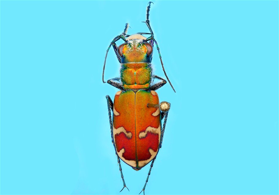 Tiger Beetle (Cicindela formosa) photo