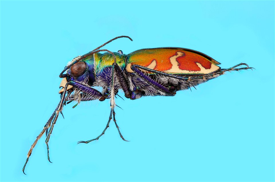 Tiger Beetle (Cicindela formosa) photo