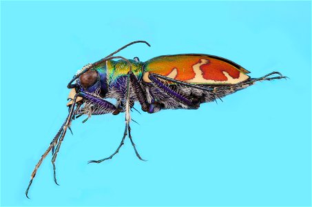 Tiger Beetle (Cicindela formosa)