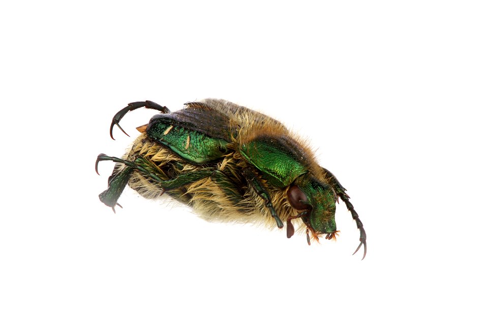 Emerald Flower Scarab (Trichiotinus lunulatus)
