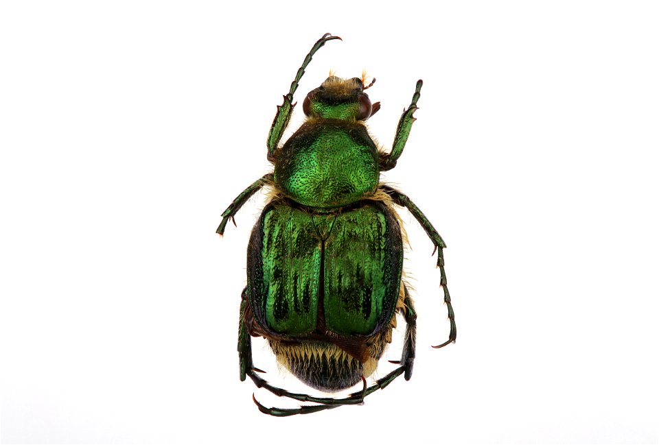 Emerald Flower Scarab (Trichiotinus lunulatus)