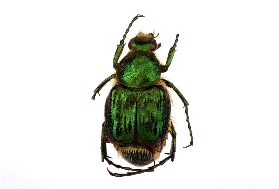 Emerald Flower Scarab (Trichiotinus lunulatus) photo