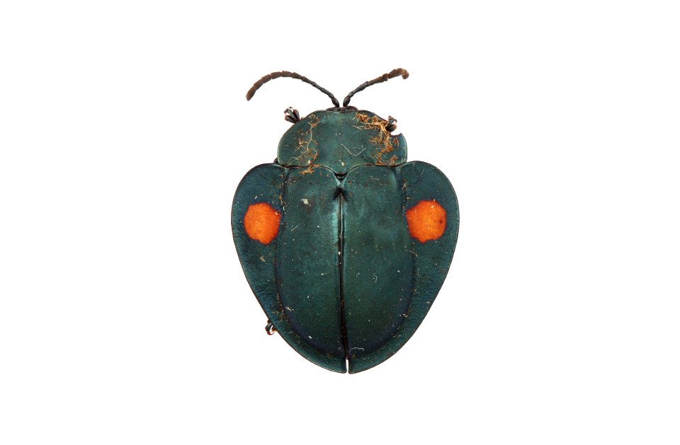 Tortoise Beetle (genus Stolas) photo
