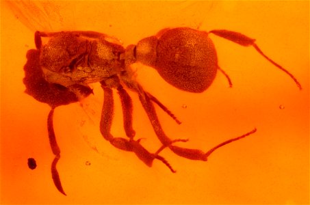 Extinct fungus-growing ant photo