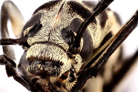 Blister Beetle (Epicauta atrivittata)