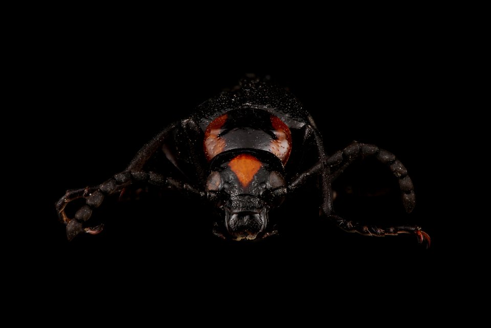 Blister beetle (Lytta cribrata) photo