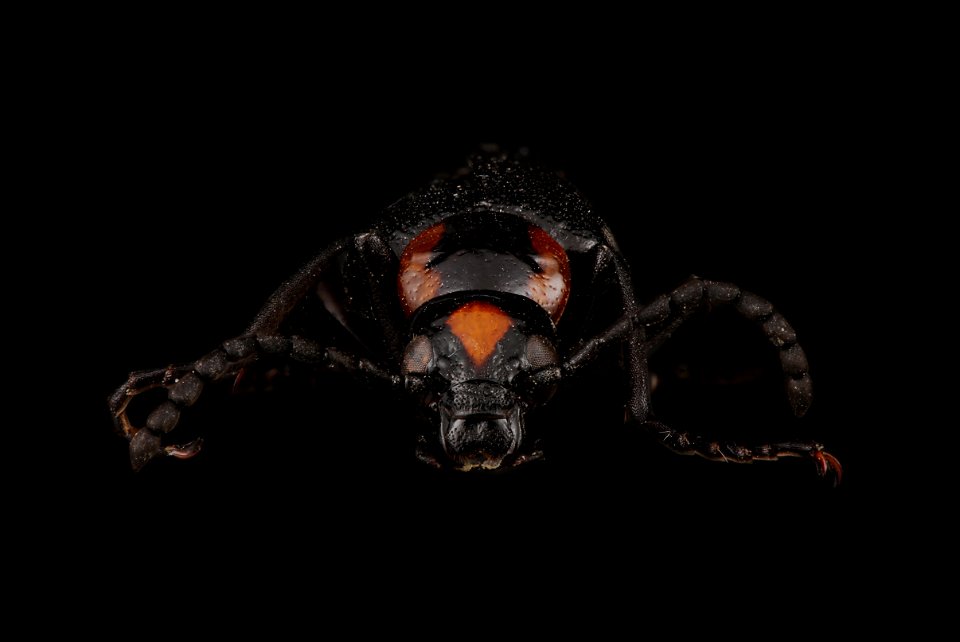 Blister beetle (Lytta cribrata)