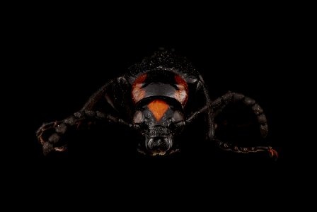 Blister beetle (Lytta cribrata) photo
