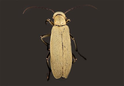 Blister Beetle (Epicauta immaculata) photo