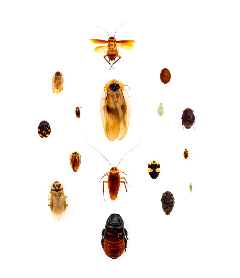 Cockroaches from the University of Texas Insect Collection