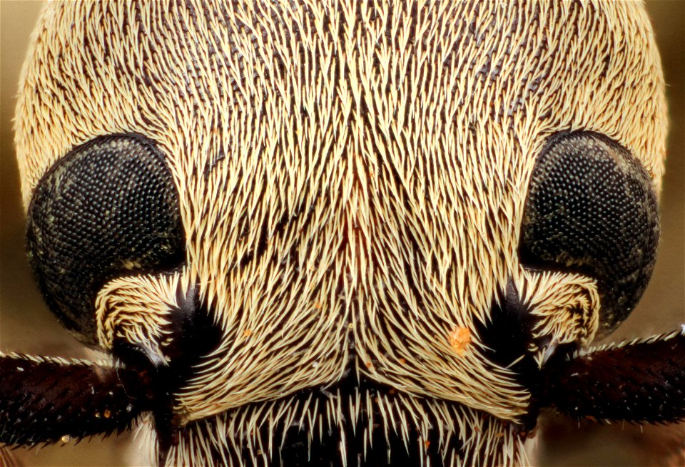 Blister Beetle (Epicauta immaculata)
