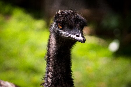 Outdoors emu green