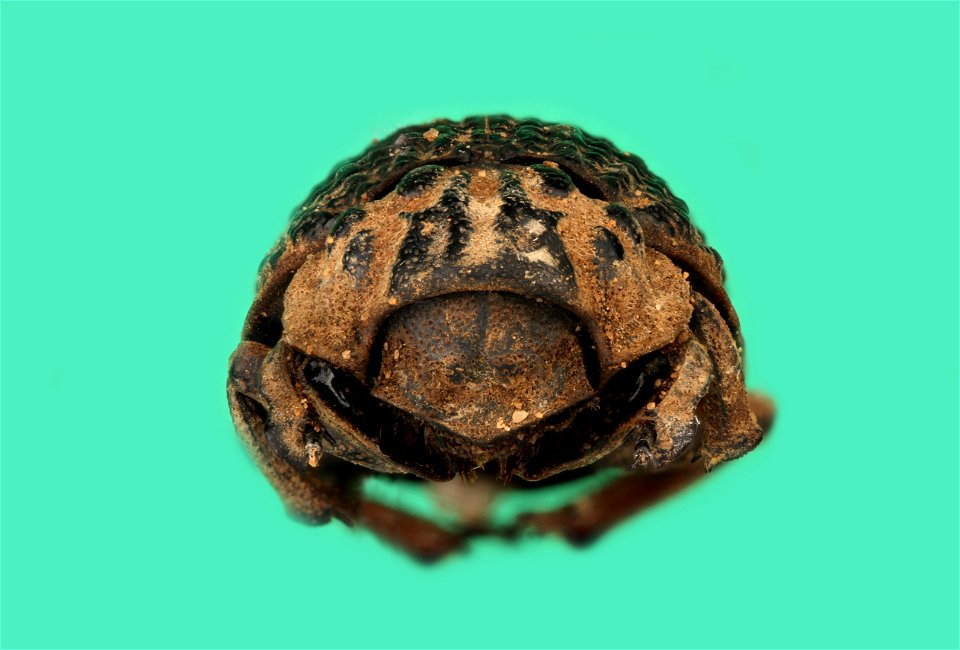 Omorgus texanus photo