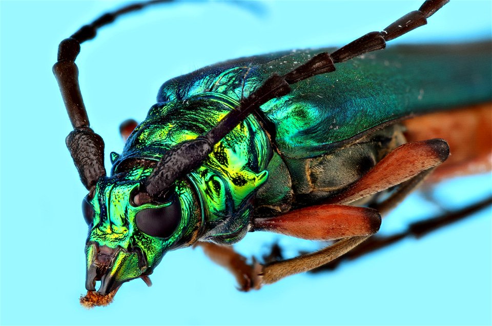 Longhorn Beetle (Plinthocoelium suaveolens)