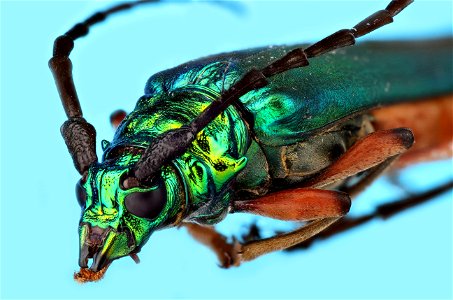 Longhorn Beetle (Plinthocoelium suaveolens) photo