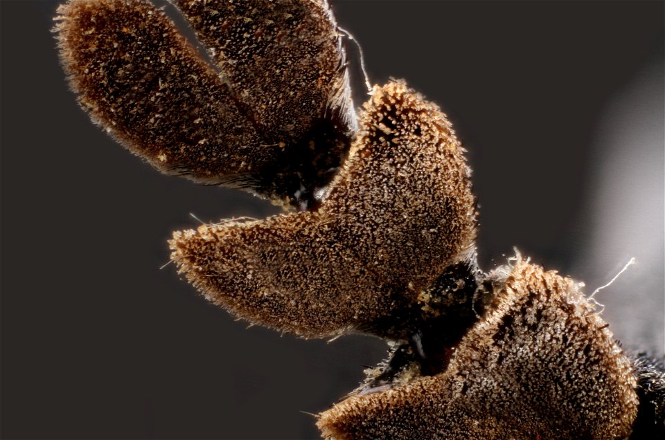Bottom of leg Cottonwood Borer (Plectrodera scalator)