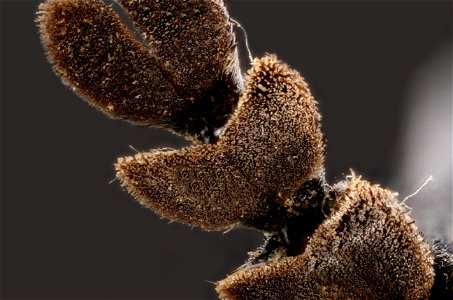 Bottom of leg Cottonwood Borer (Plectrodera scalator) photo