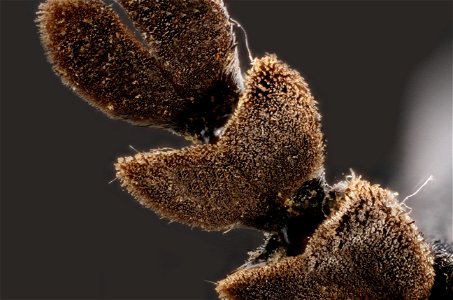 Bottom of leg Cottonwood Borer (Plectrodera scalator)