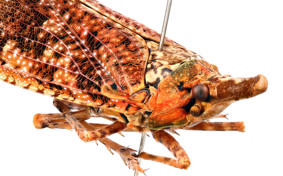 Diareusa spp.