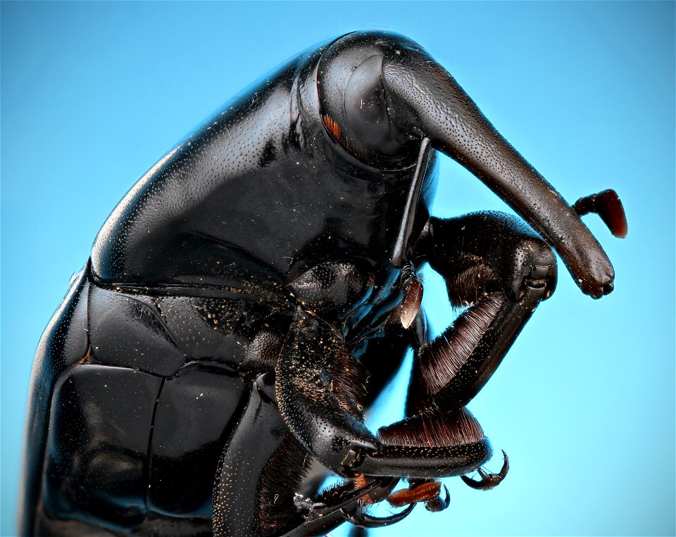 Rhynchophorus palmarum