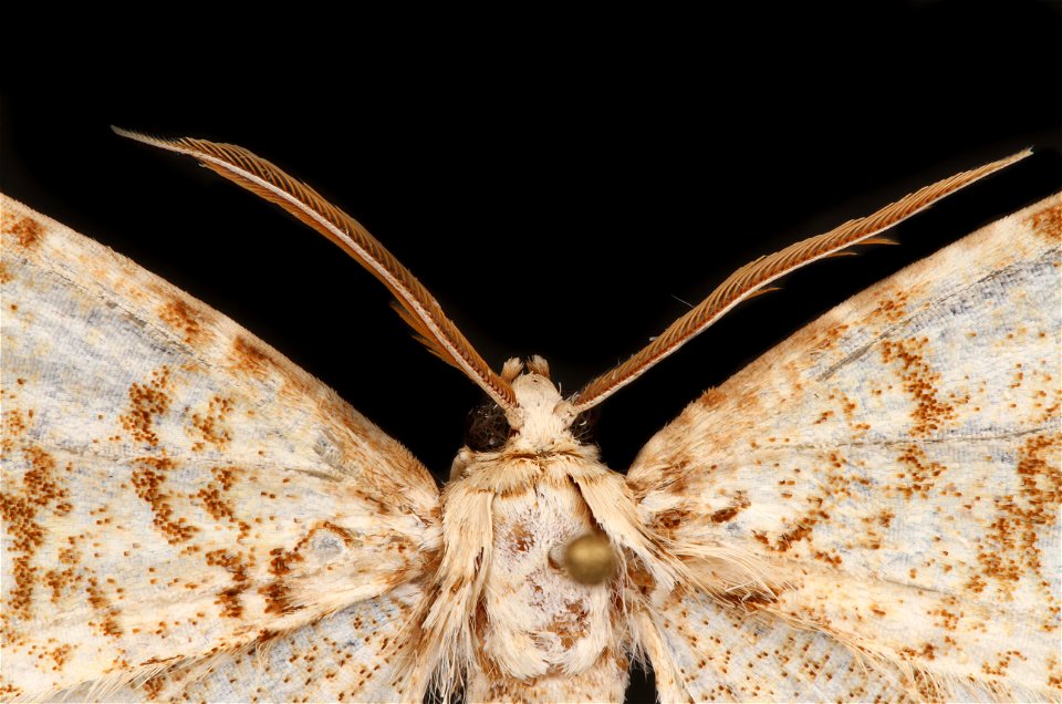 Tulip-tree Beauty Moth (Epimecis hortaria) photo