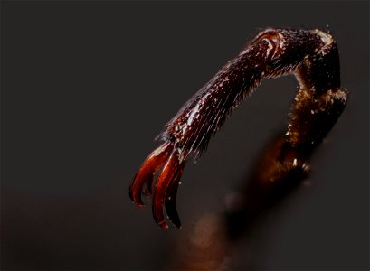 Distinctive split-clawed foot of a Blister beetle (Lytta cribrata) photo