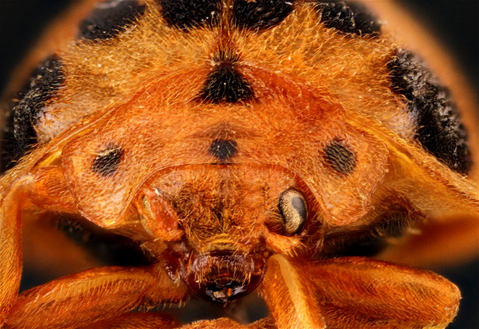 Squash beetle (Epilachna borealis)