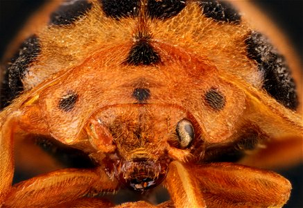 Squash beetle (Epilachna borealis) photo