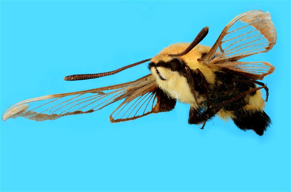 A moth of the genus Hemaris