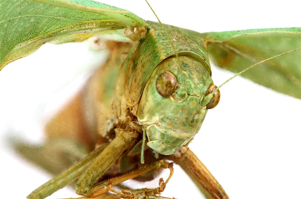 Greater Anglewing Katydid (Microcentrum rhombifolium)