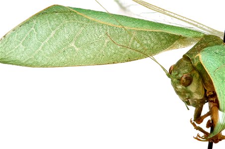 Greater Anglewing Katydid (Microcentrum rhombifolium) photo