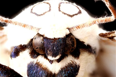 Tiger moth (Genus Hypercompe) photo