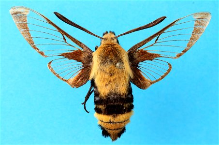 A moth of the genus Hemaris