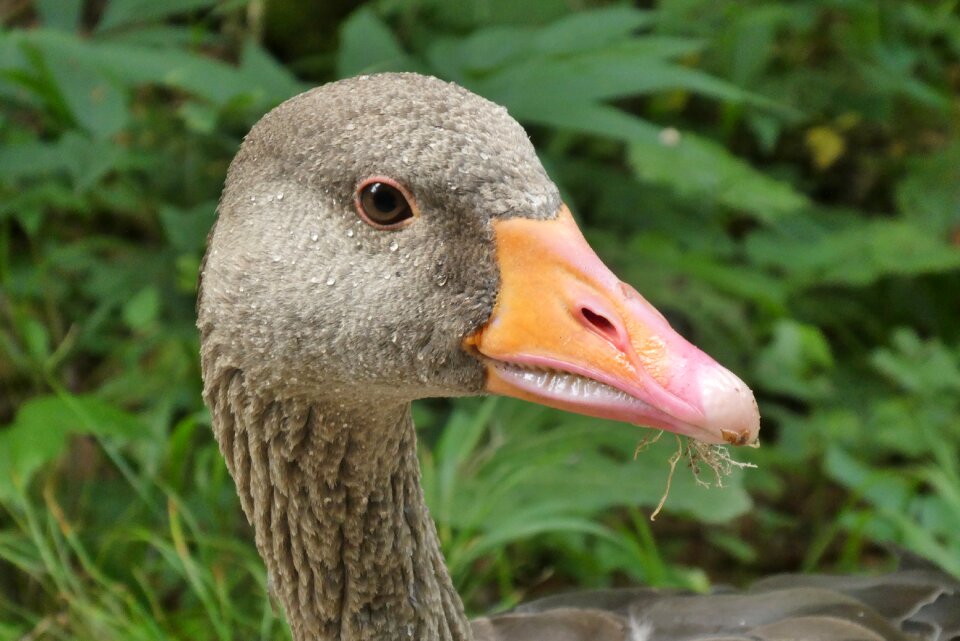 Bird waterfowl plumage