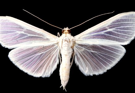 Satin White Moth (Palpita flegia)