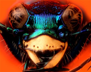 Six-spotted Tiger Beetle (Cicindela sexgutatta)