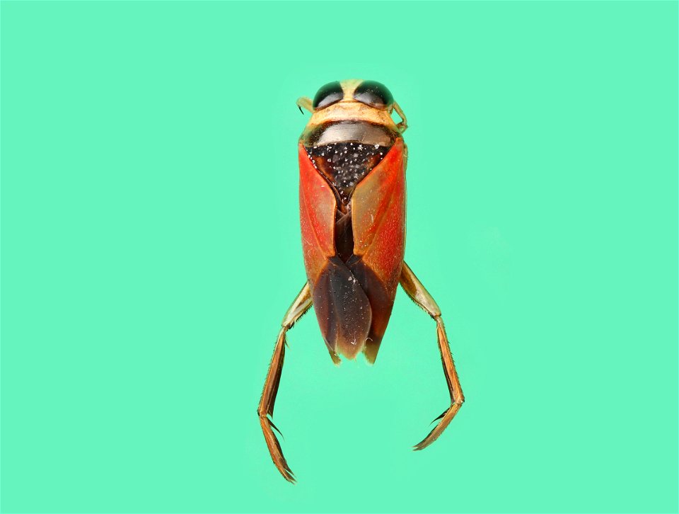 Backswimmer (family Notonectidae)