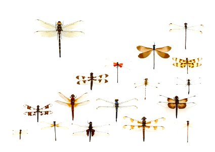 Assorted Odonata from the University of Texas Insect Collection photo