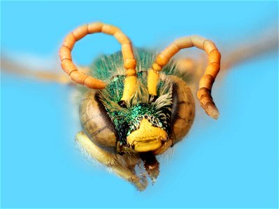 Sweat Bee (family Halictidae) photo