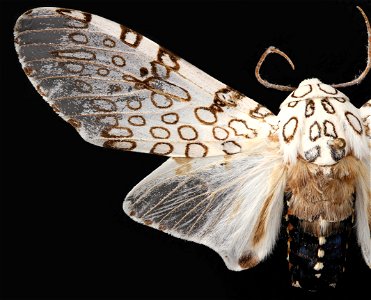 Left Wing of Tiger moth (Genus Hypercompe) photo