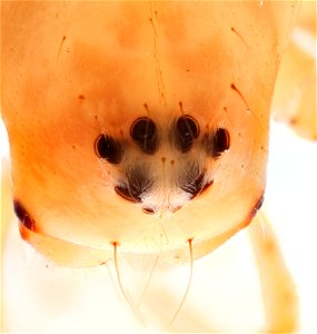 Dorsal view of a Lynx Spider (family Oxyopidae)