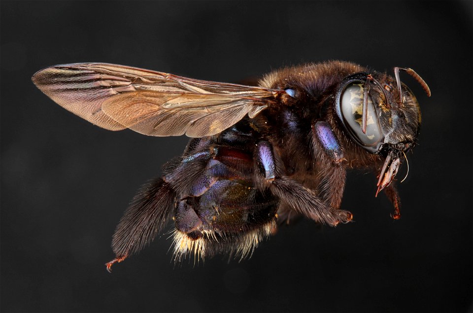 Xylocopa virginica